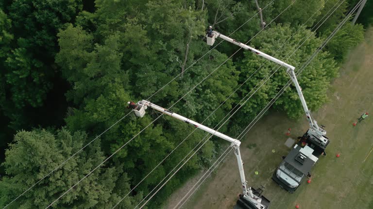 How Our Tree Care Process Works  in Fort Riley, KS